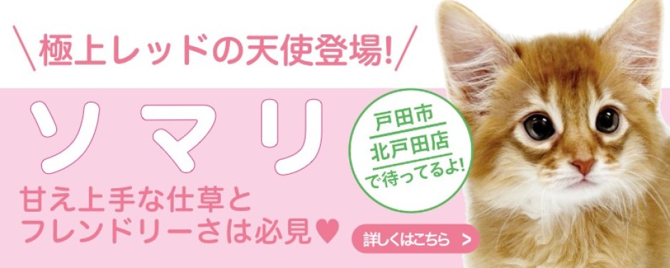 北戸田店おすすめベイビーソマリ