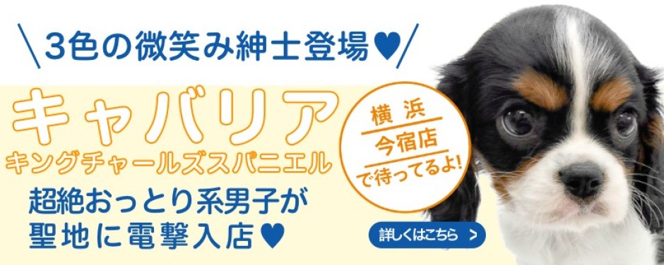 今宿店おすすめベイビーキャバリア