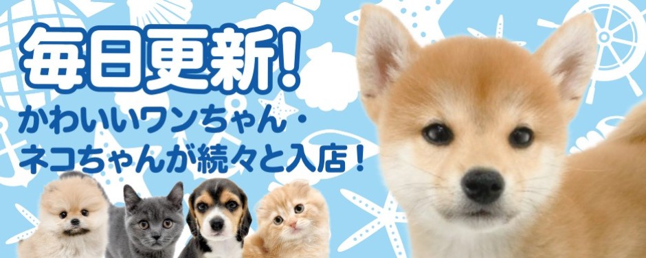 毎日更新スライド