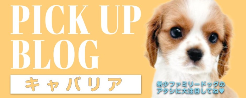 blog-キャバリア