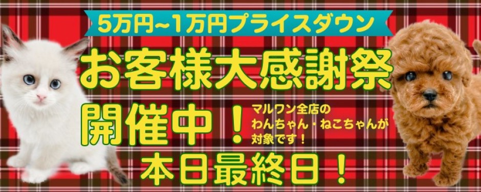 お客様大感謝祭