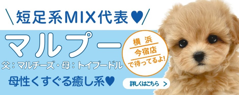 今宿店おすすめベイビーMIX