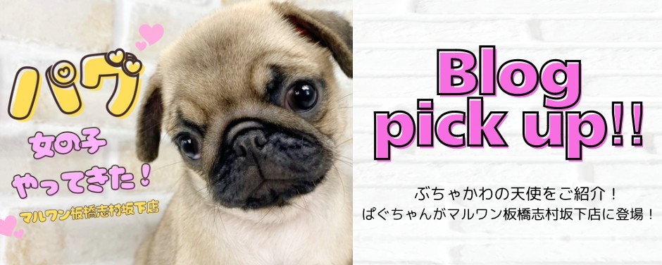 パグ