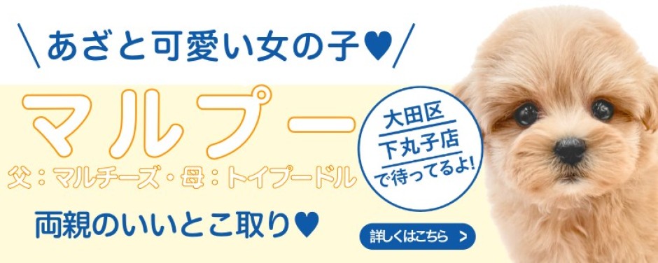 下丸子店おすすめベイビーMIX