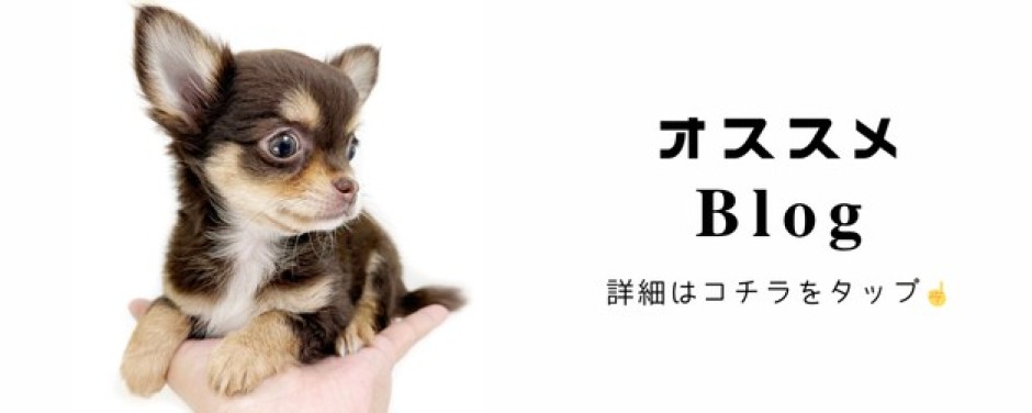 チワワ