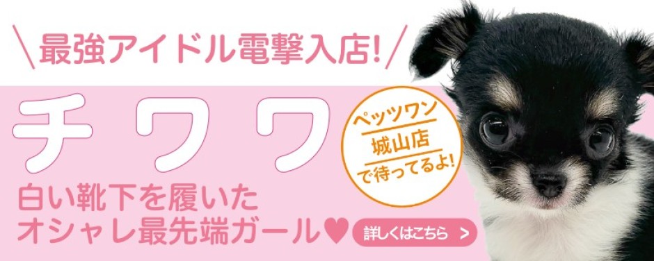 城山店おすすめベイビーチワワ