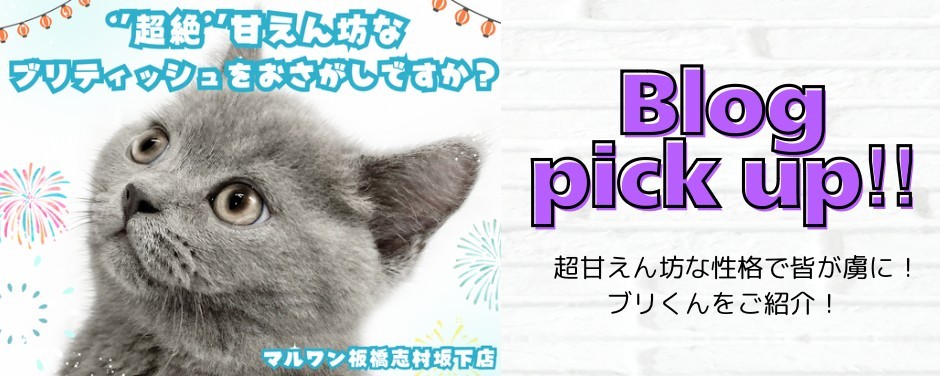 ブリ