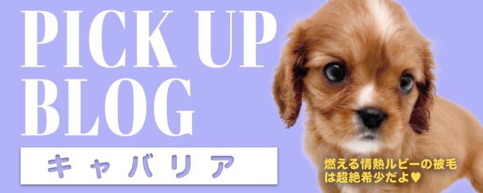 レビューーきゃば