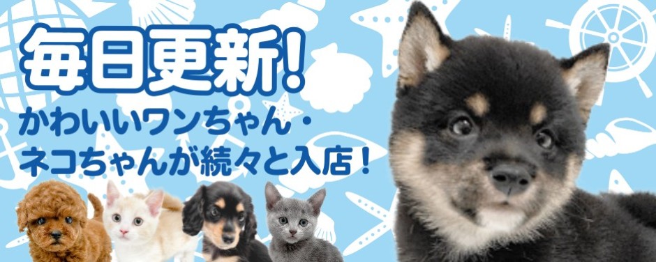 ペットショップ マルワン 小さめ子犬 美形な子猫 初心者安心の