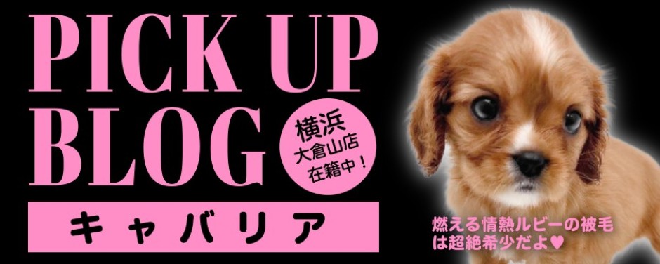 レビューーきゃば