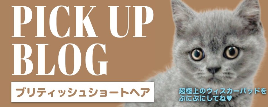 blogーブリ