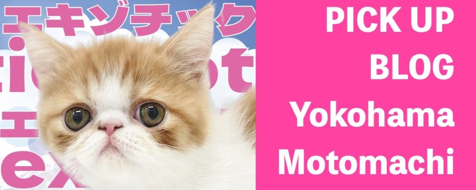 元町ー猫