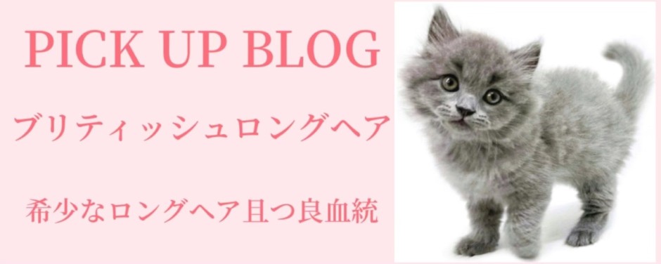 ブリティッシュロングヘアブログ