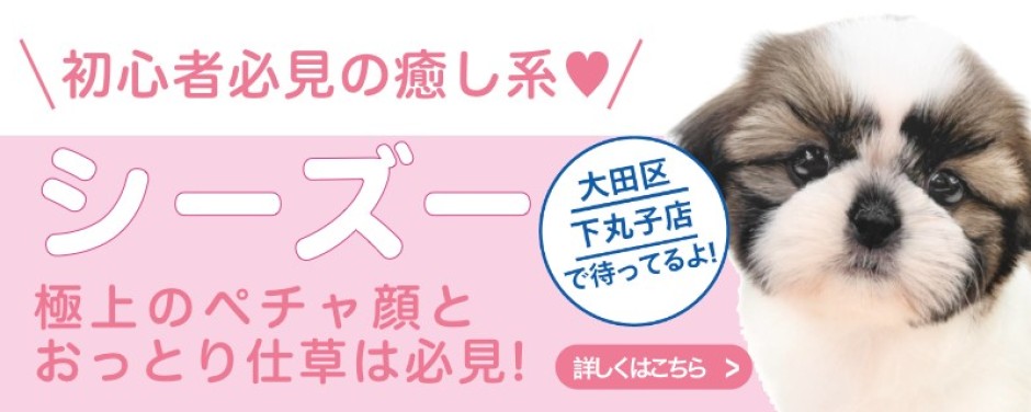 ペットショップ様 横浜 大倉山店 | ペットショップ マルワン 小さめ子犬 美形な
