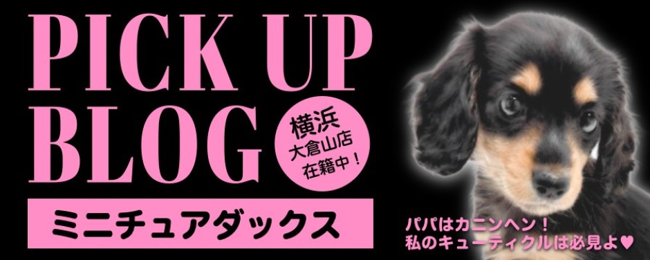 blog-ダックス