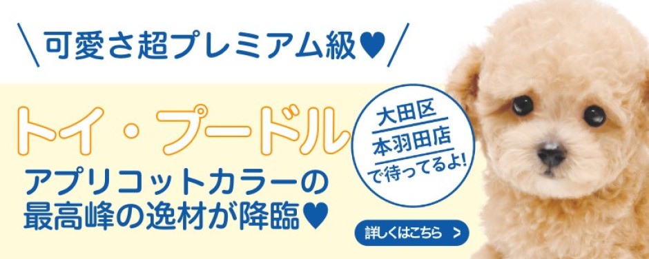 本羽田店おすすめベイビートイプードル