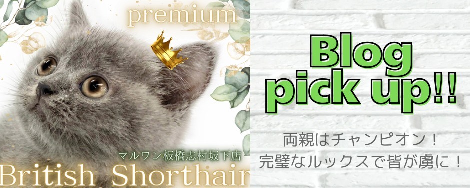 ブリ
