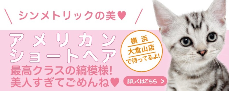 大倉山店おすすめベイビーアメリカンショートヘア