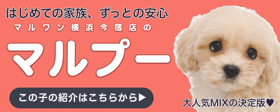 マルプーブログ