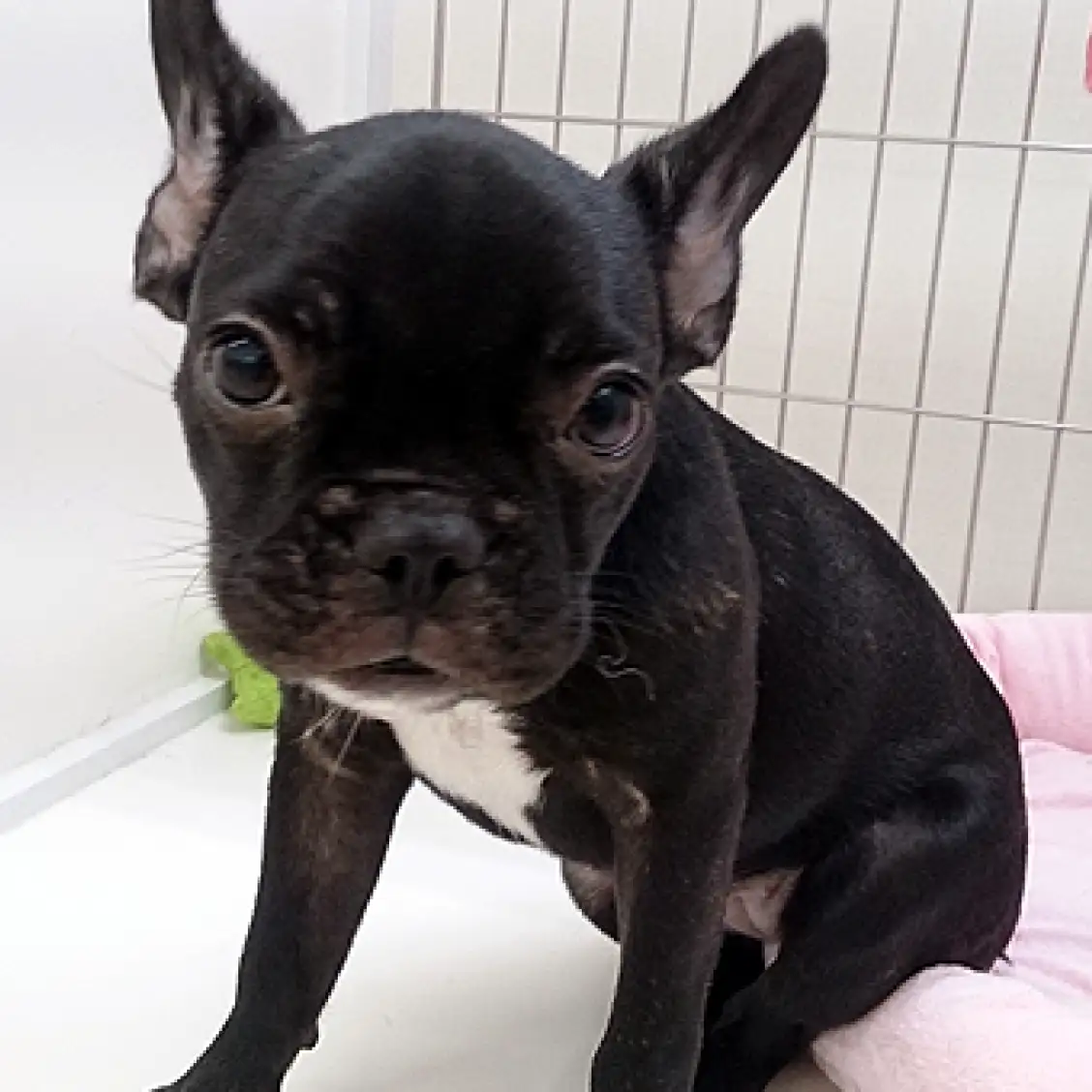 フレンチブルドッグ