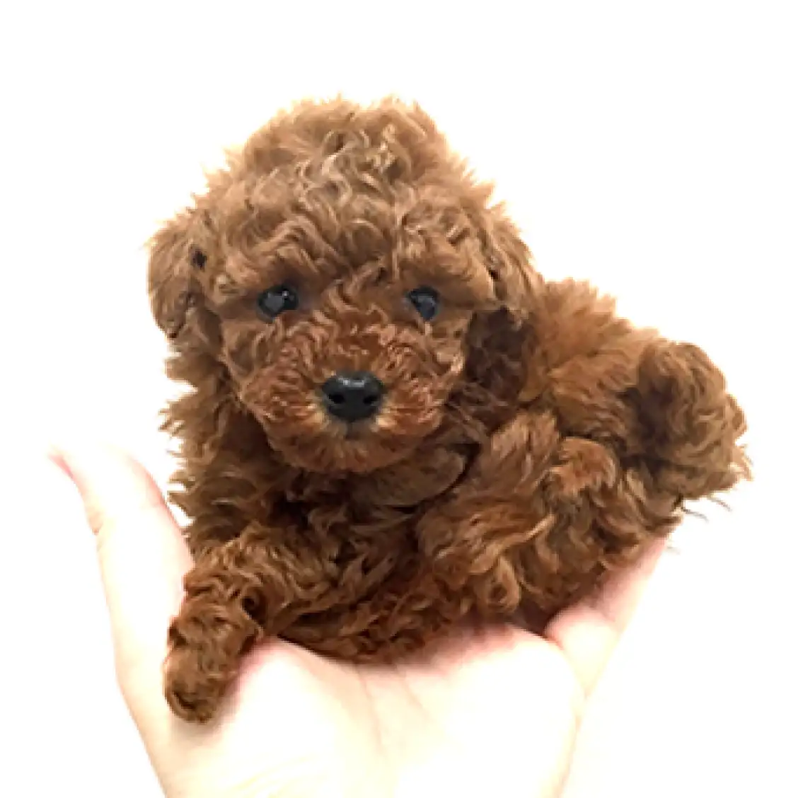 トイ・プードル