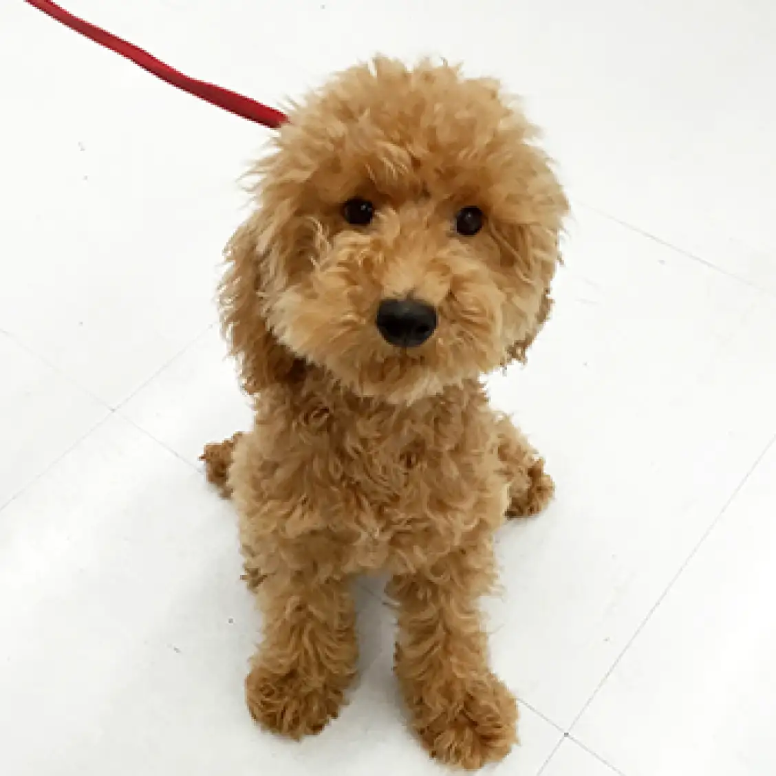 トイ・プードル