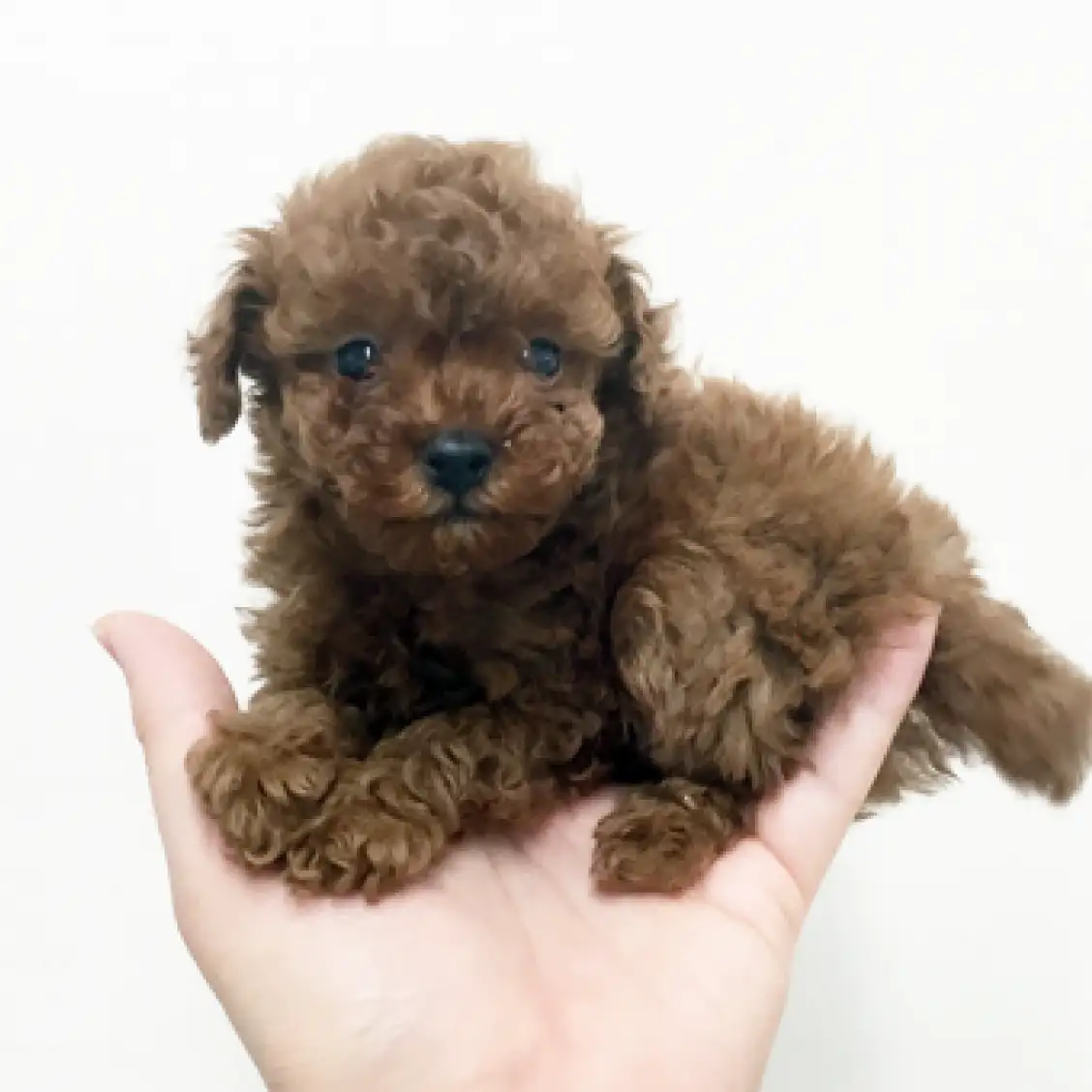 トイ・プードル