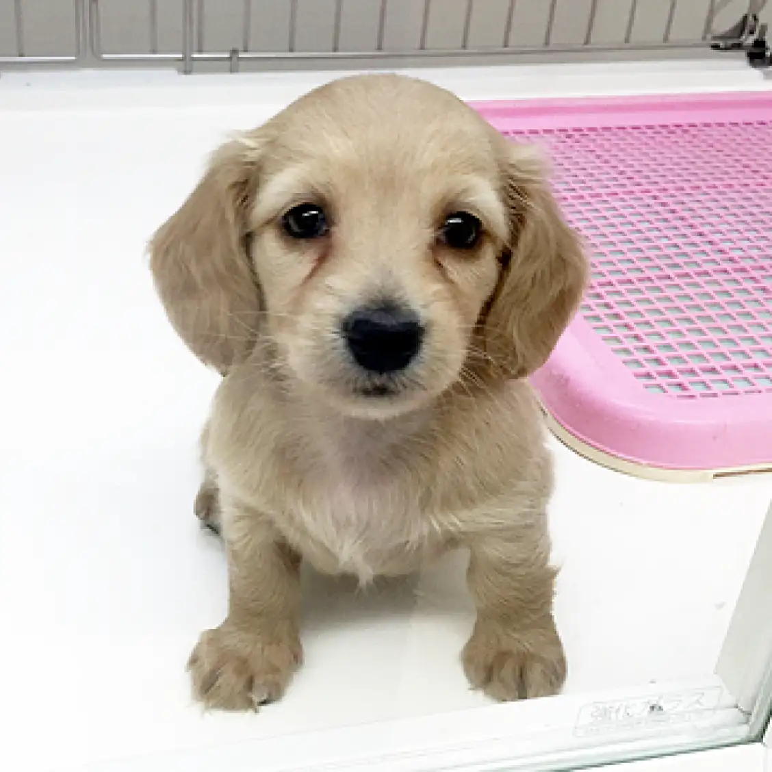 ミニチュア・ダックスフント