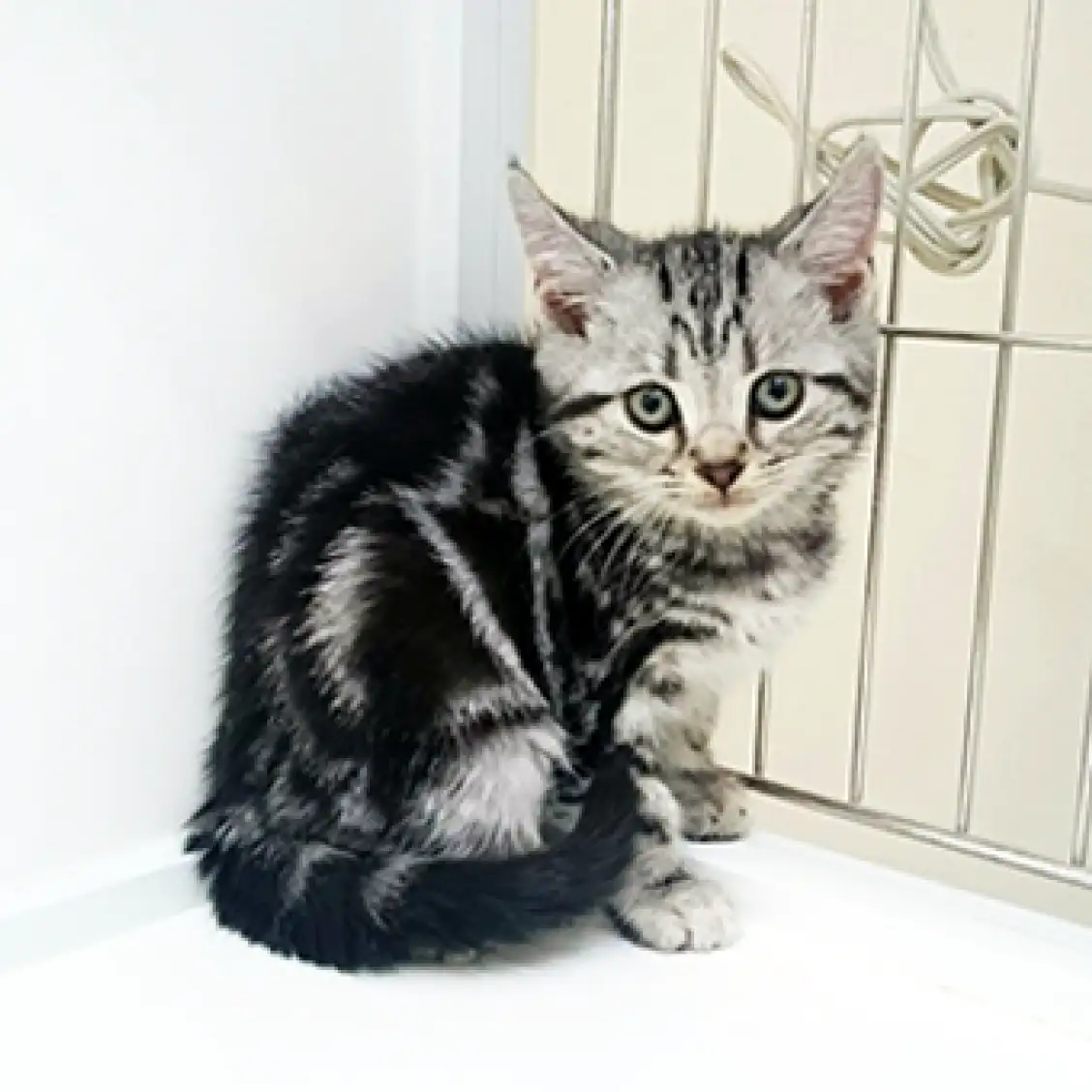 アメリカンショートヘア