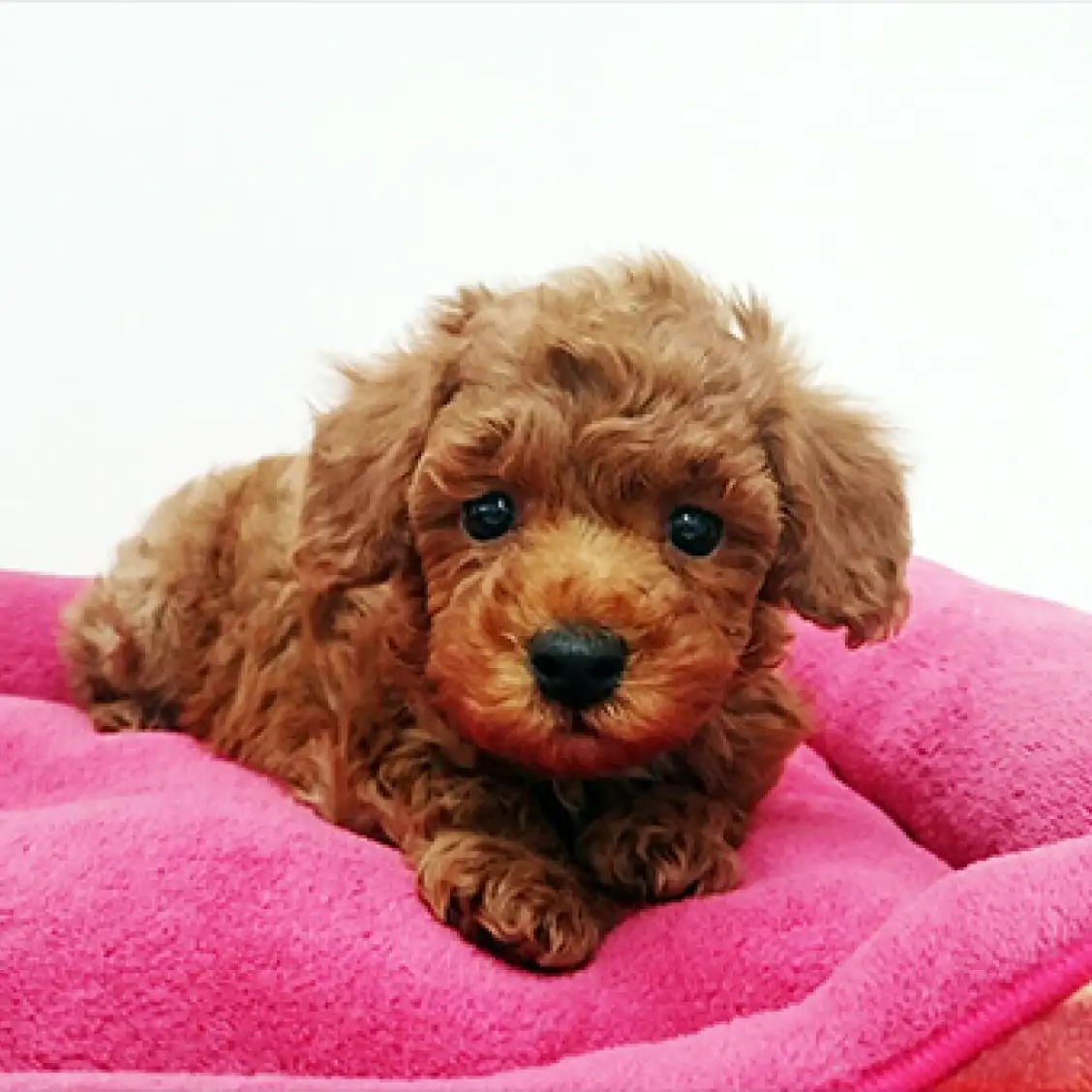 トイ・プードル