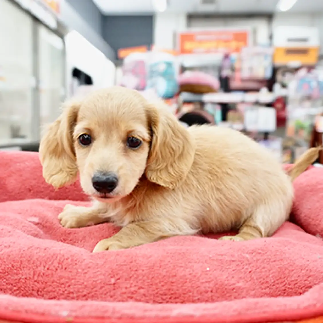 ミニチュア・ダックスフント