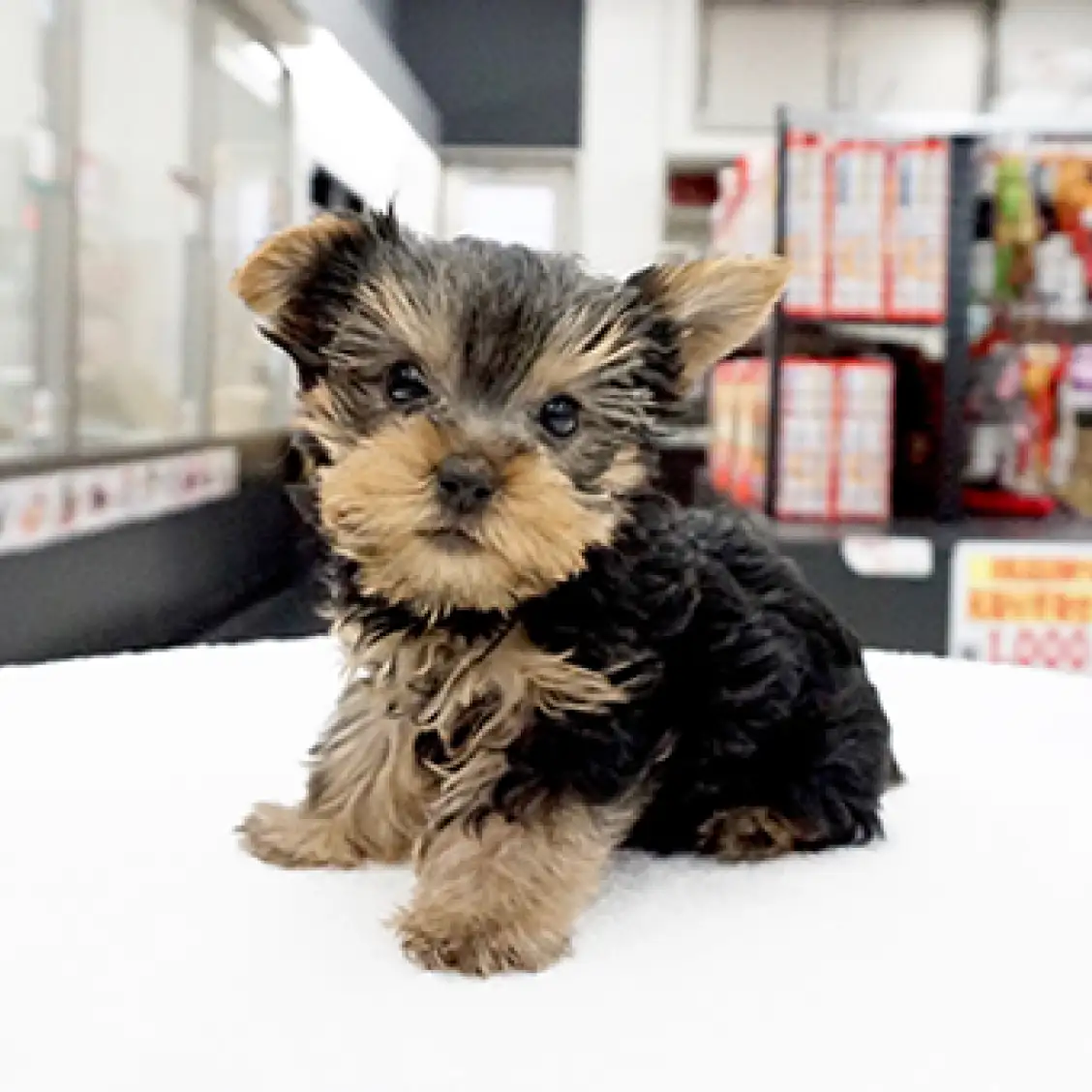 ヨークシャーテリア