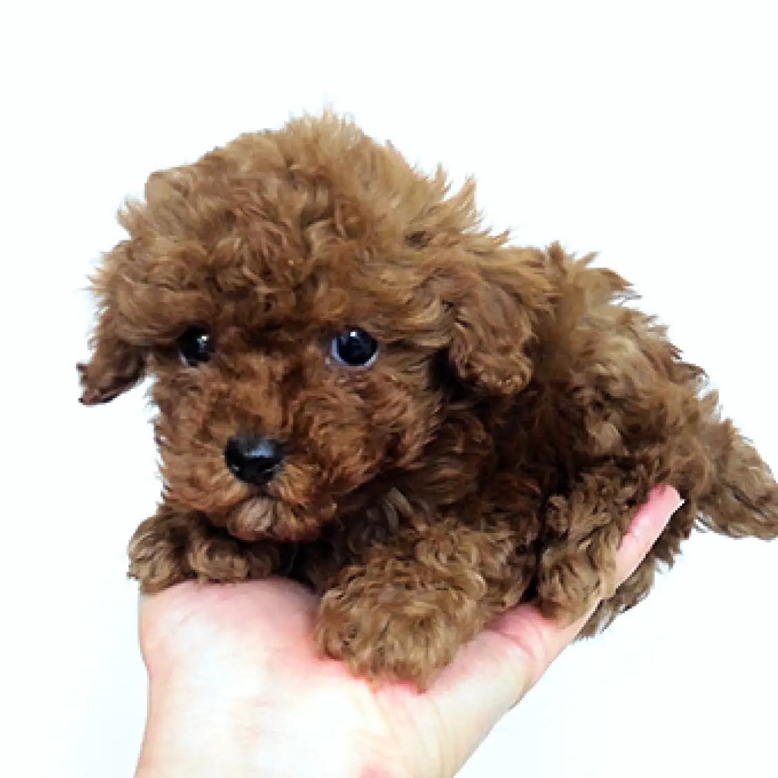 トイ・プードル