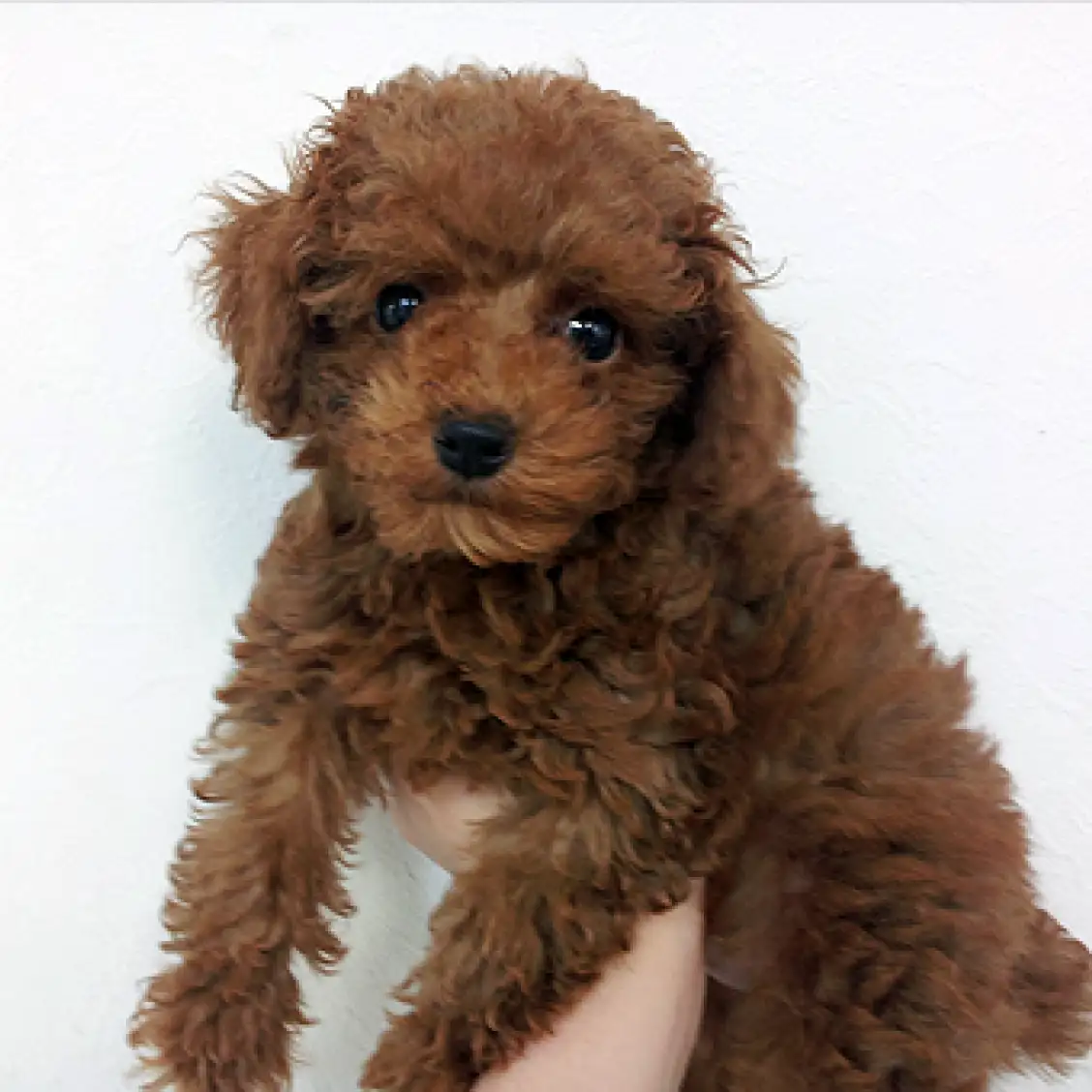 トイ・プードル