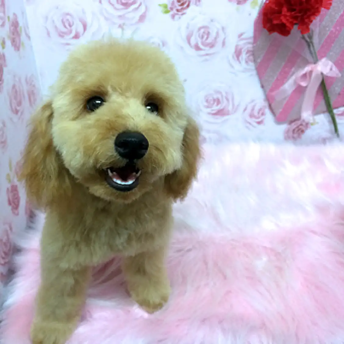 トイ・プードル