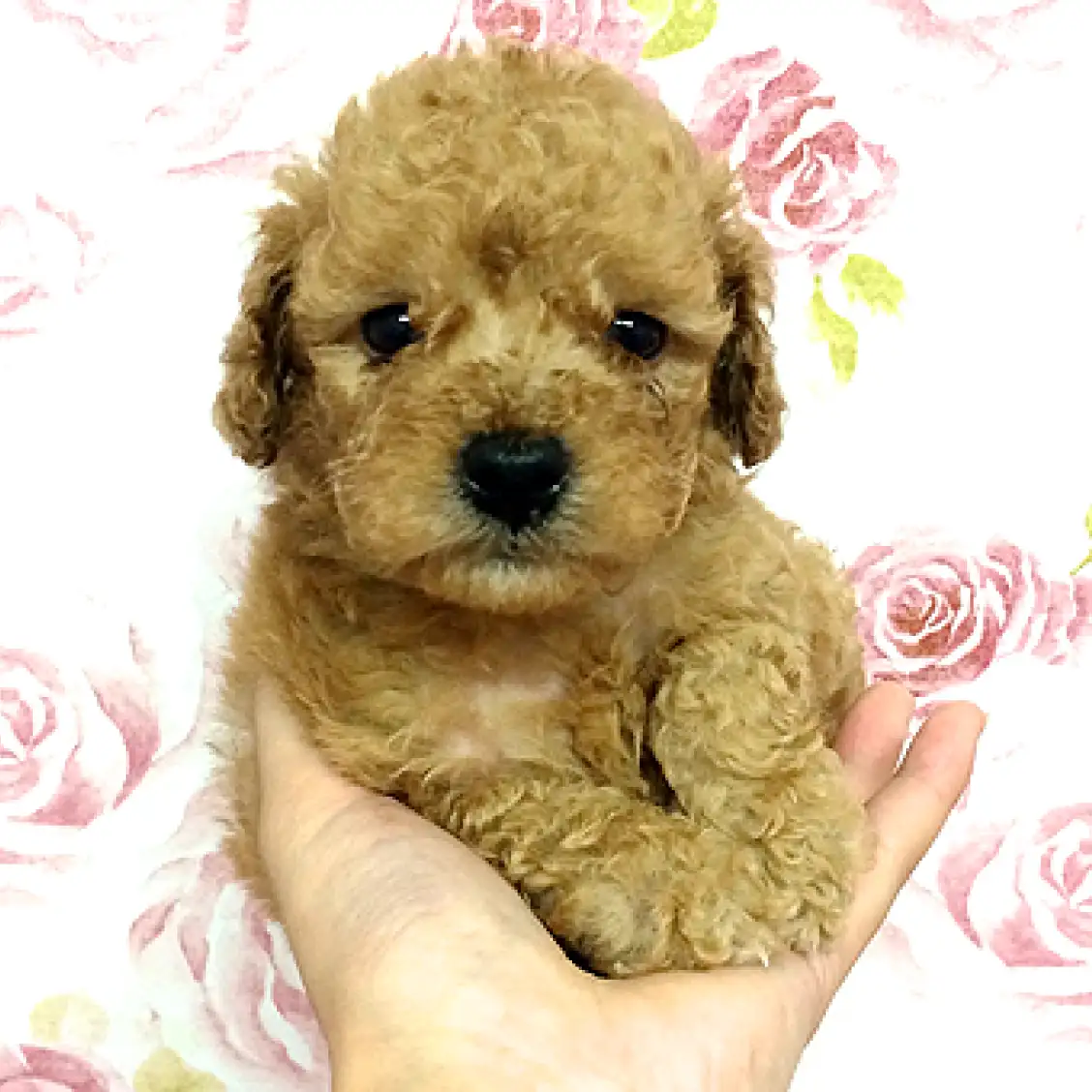 トイ・プードル