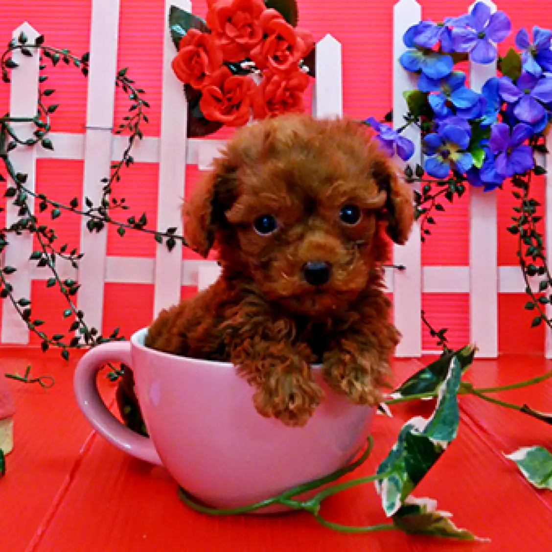 トイ・プードル