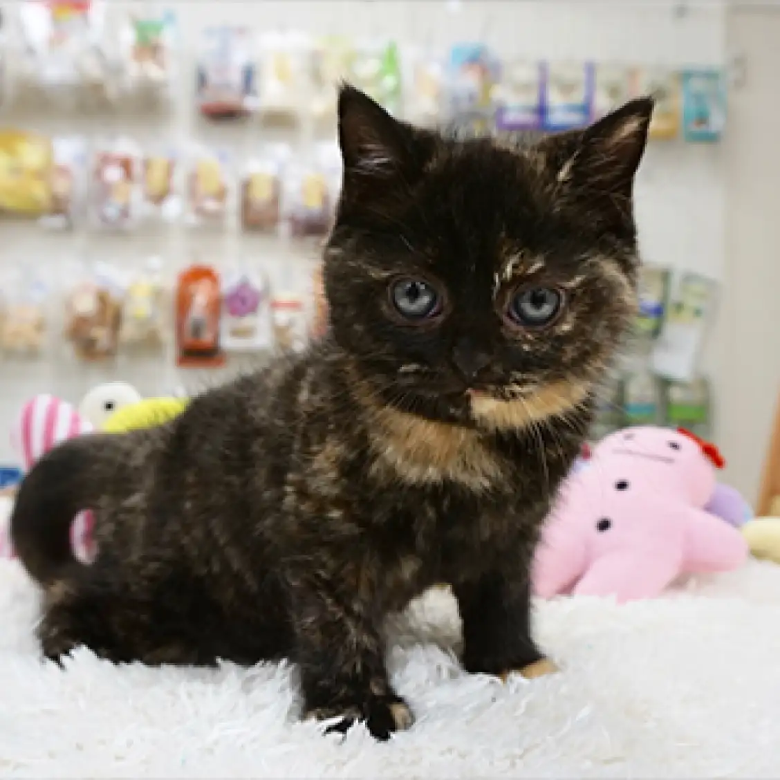 スコティッシュフォールド