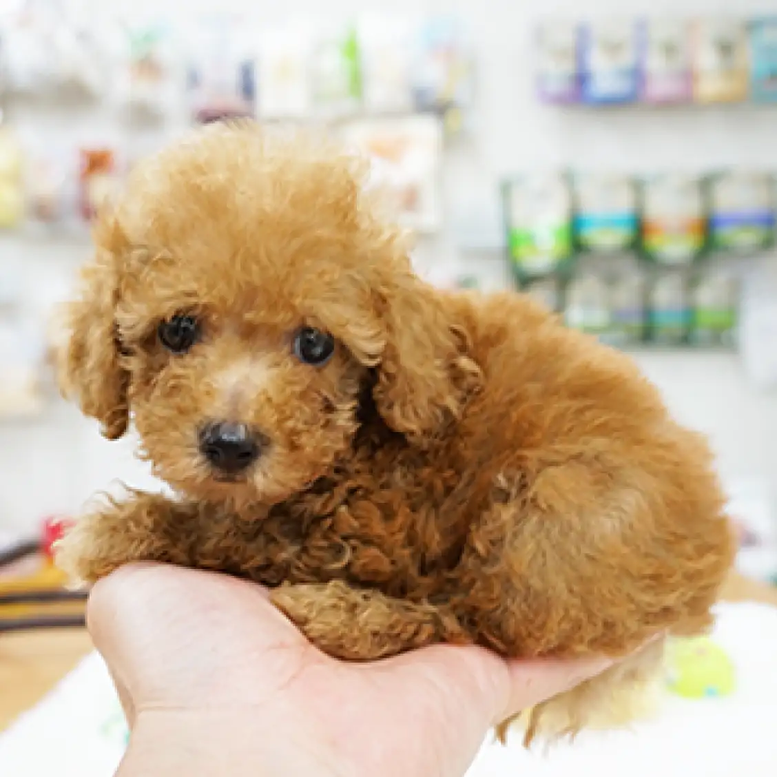 トイ・プードル