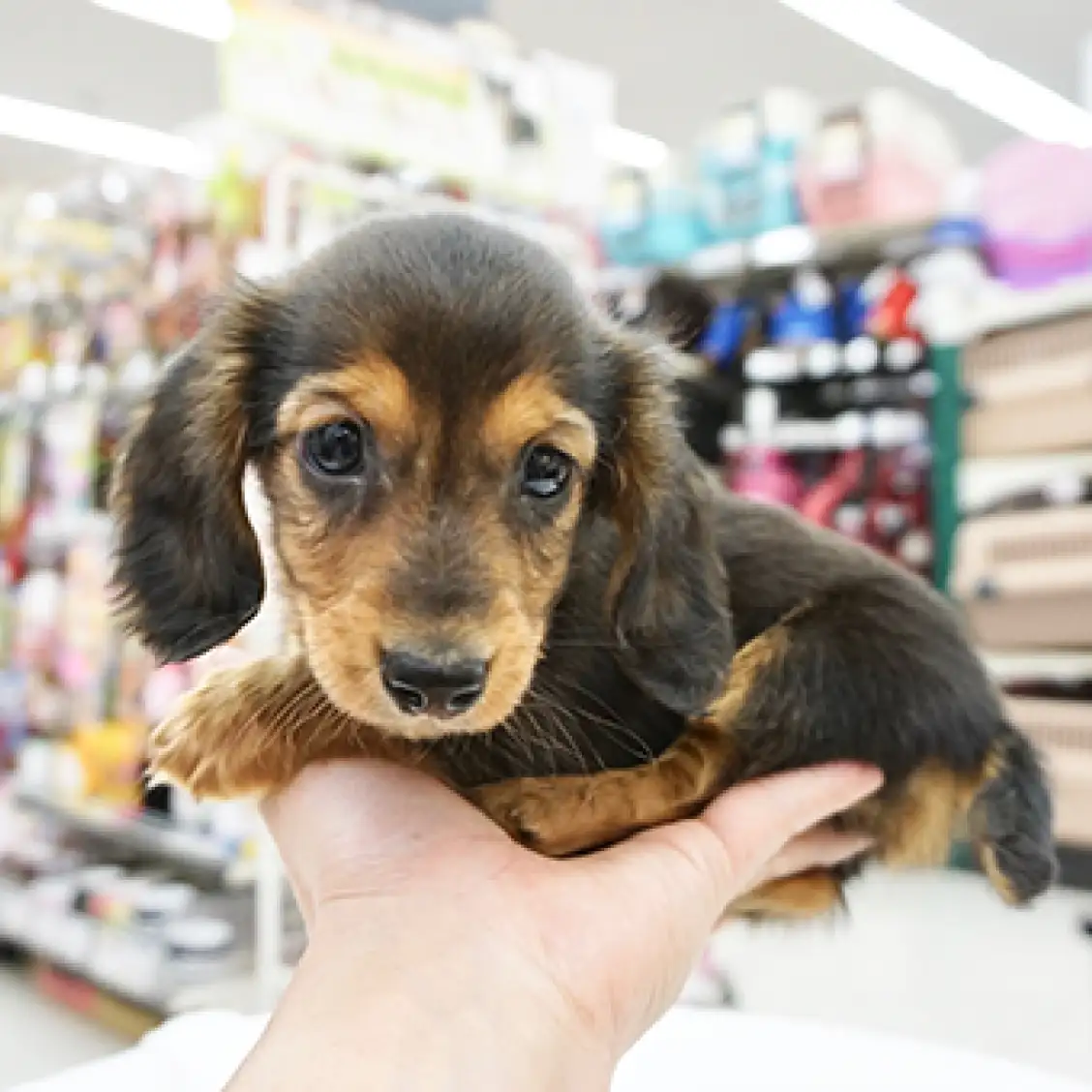 ミニチュア・ダックスフント