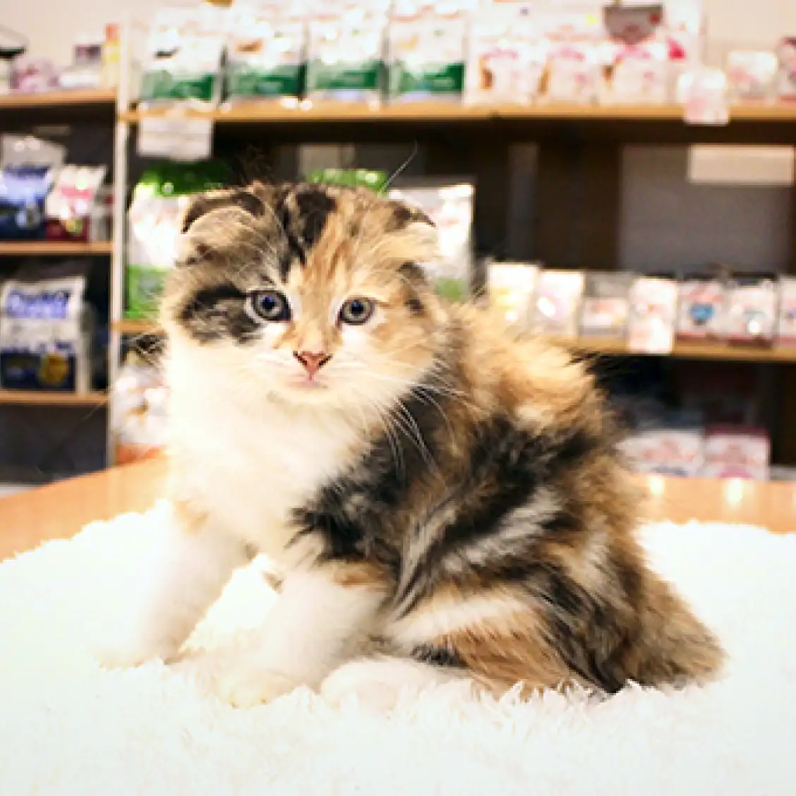 スコティッシュフォールド