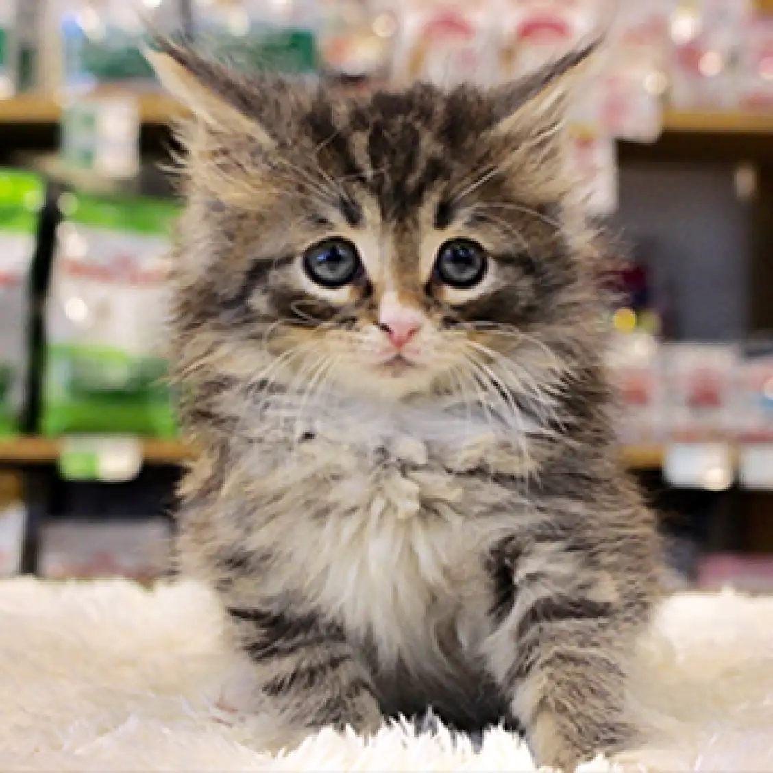 ノルウェージャンフォレストキャット