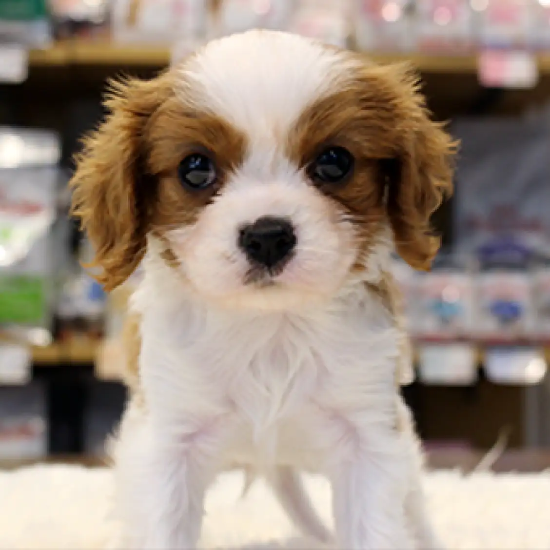 キャバリア・キングチャールズ・スパニエル