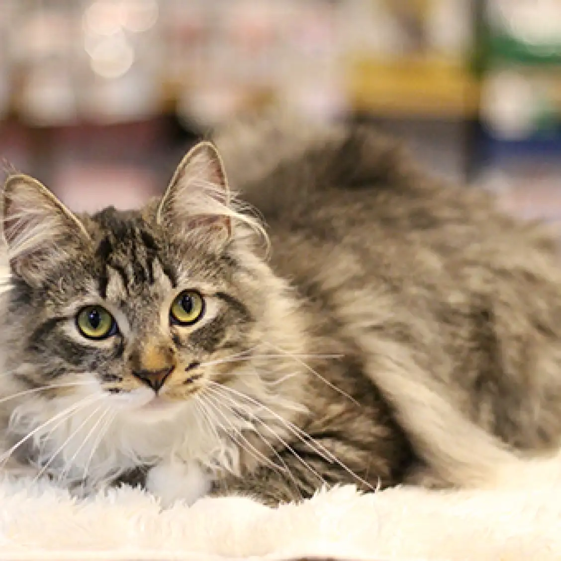 ノルウェージャンフォレストキャット