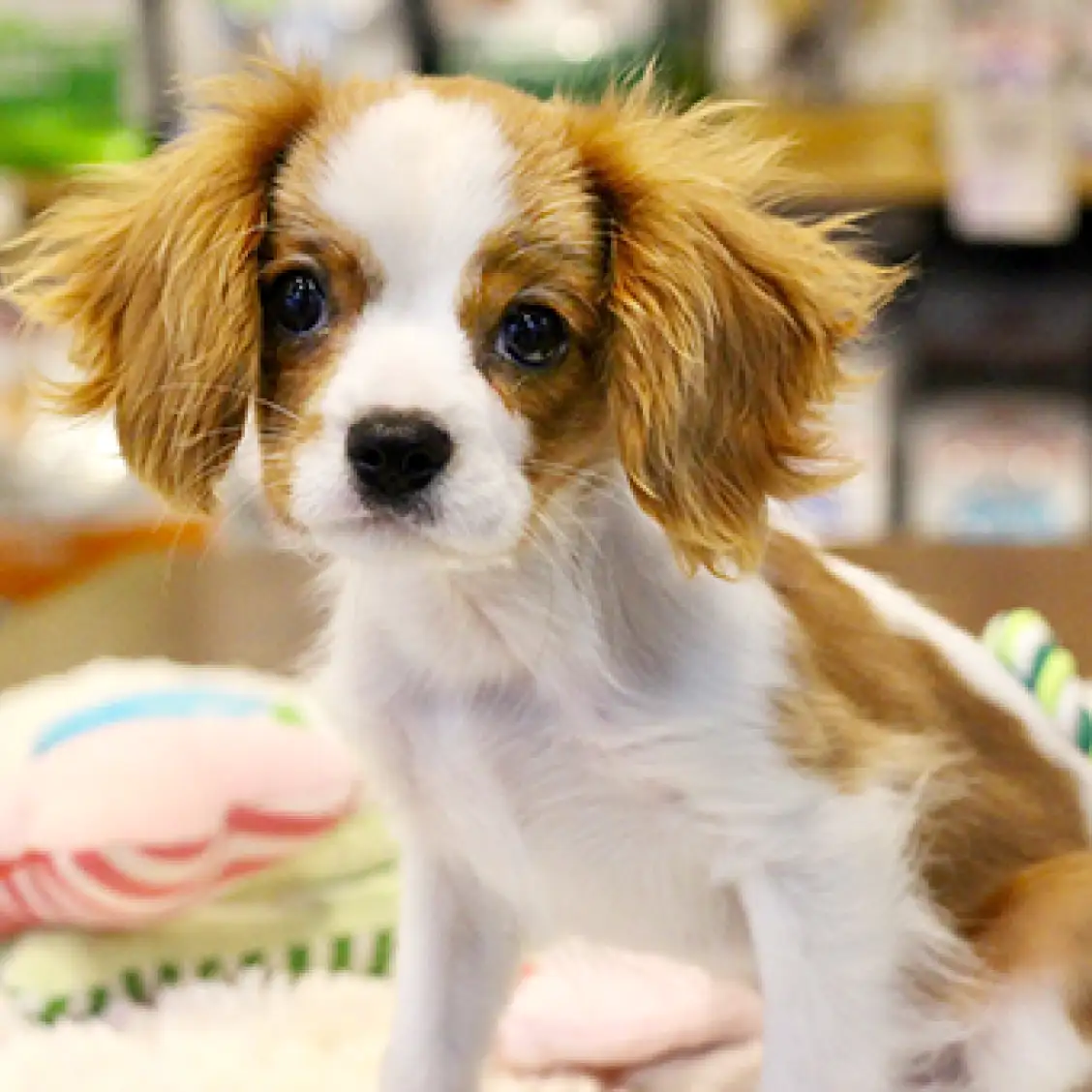 キャバリア・キングチャールズ・スパニエル