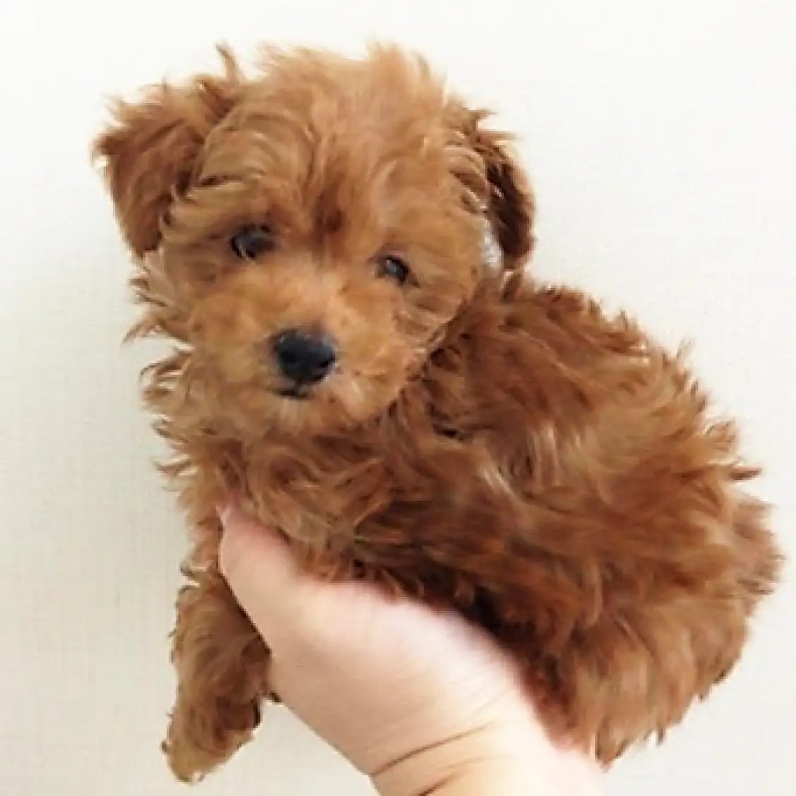 トイ・プードル