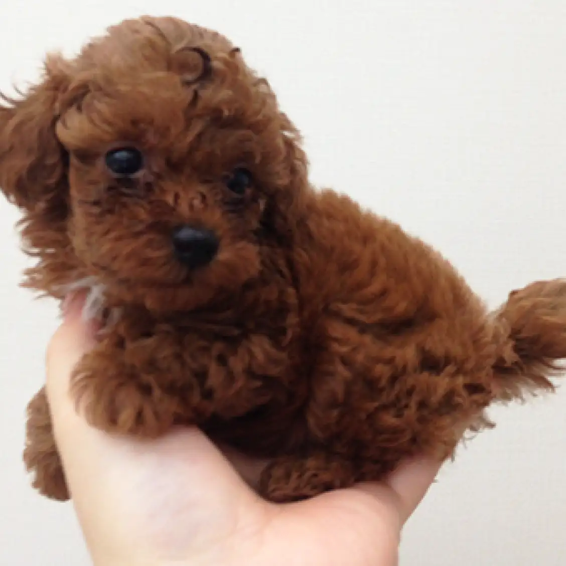 トイ・プードル