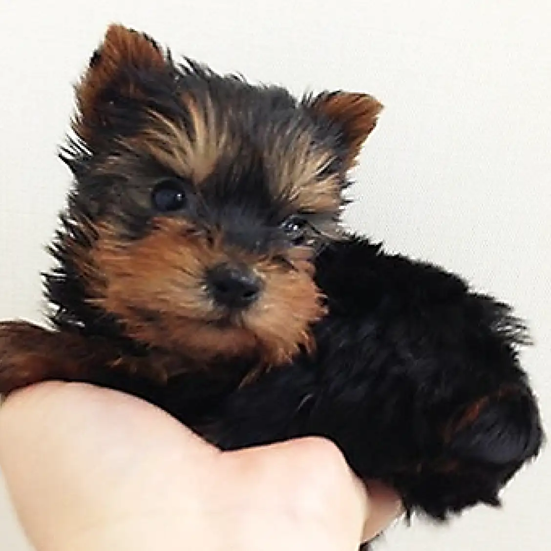 ヨークシャーテリア