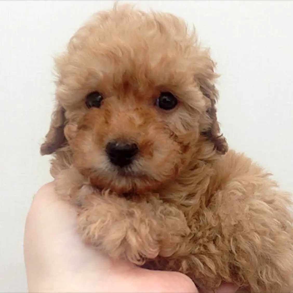 トイ・プードル