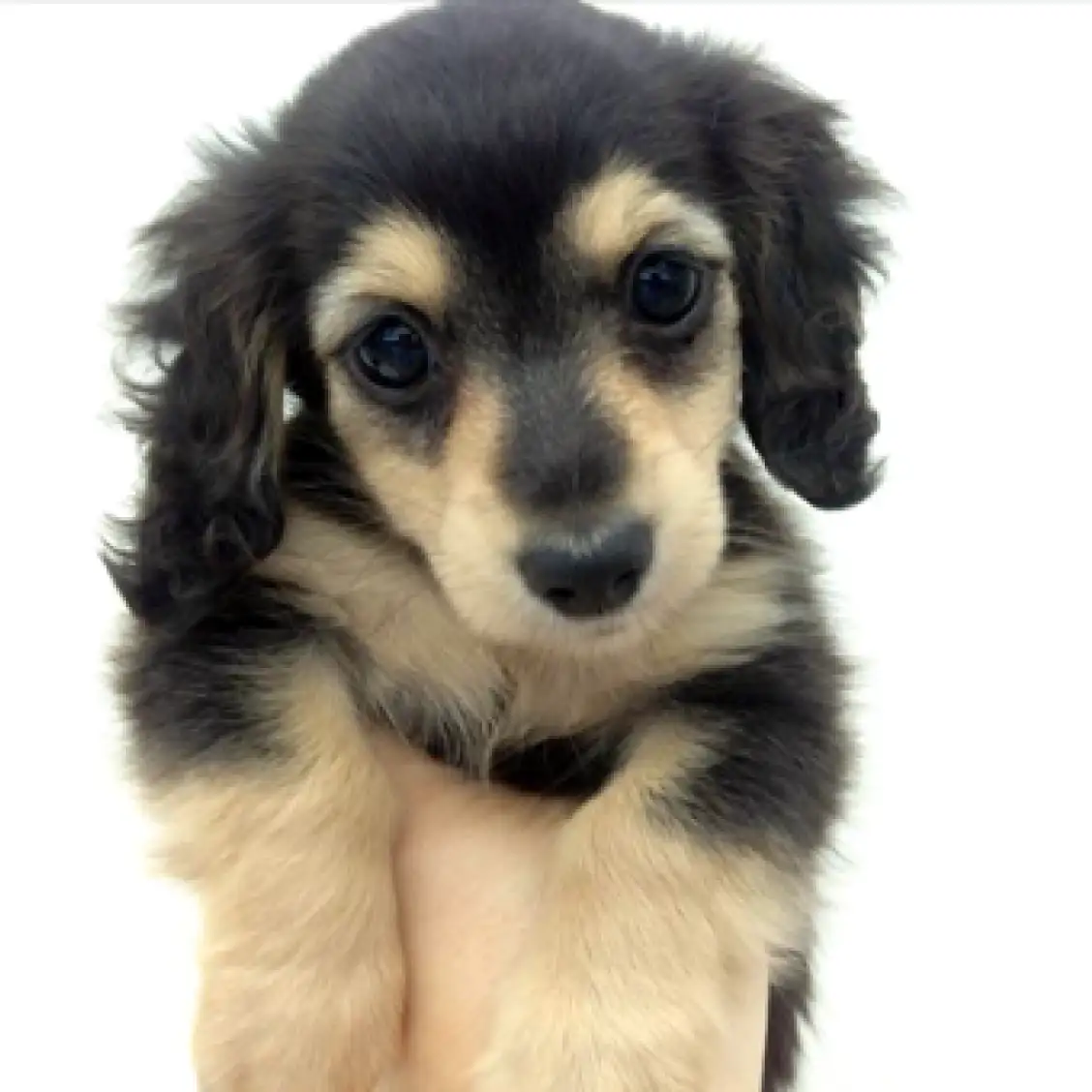 ミニチュア・ダックスフント